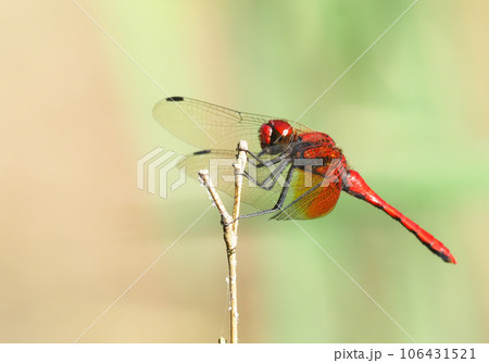 ネキトンボ（オス） 106431521