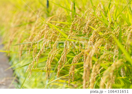 田んぼの稲　rice in the rice field 106431651