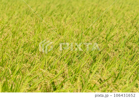 田んぼの稲　rice in the rice field 106431652