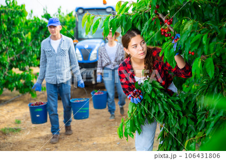 Concentrated girl farmer picks a ripe cherry on a tree 106431806