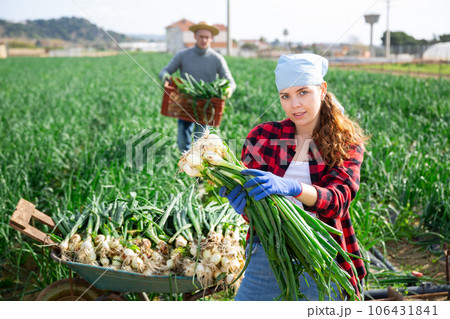 Young female farmer harvesting fresh green onions Young female farmer harvesting fresh green onions 106431841