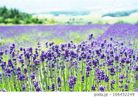 麓郷展望台からの風景　北海道 106432249