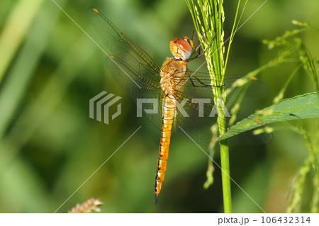 ウスバキトンボ 106432314
