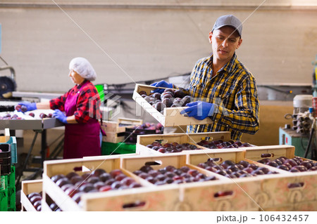 Man and mature woman working in plums sorting room Man and mature woman working in plums sorting room 106432457