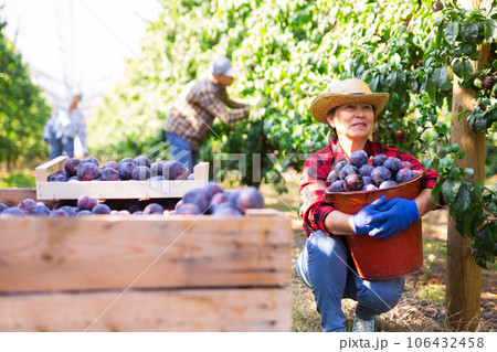 Elderly female gardener during harvesting of plums at orchard Elderly female gardener during harvesting of plums at orchard 106432458