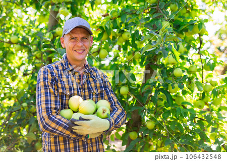 Male worker gathering harvest of golden apples 106432548