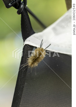 Banded Tussock Moth Caterpillar on Screen Door Halysidota tessellaris Banded Tussock Moth Caterpillar on Screen Door Halysidota tessellaris 106432549