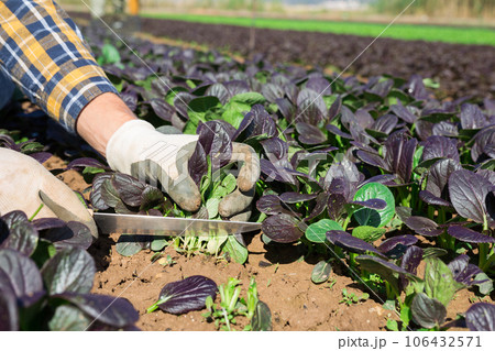Harvesting spinach on summer farm field 106432571