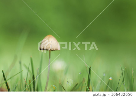 mushroom on moss in forest, abstract natural background. Mushroom picking, fall time concept. mushroom on moss in forest, abstract natural background. Mushroom picking, fall time concept. 106432650