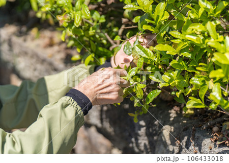 茶摘みするシニア女性 106433018