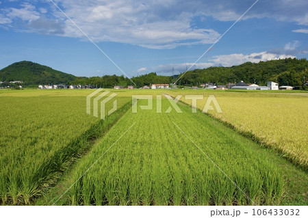 夏の終わりの農村風景と住宅 106433032