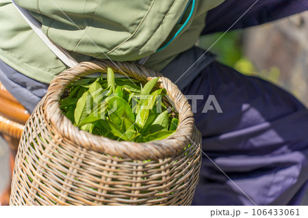 茶摘み　腰につけた籠とお茶の葉 106433061