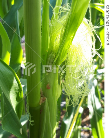 アワノメイガ幼虫、とうもろこし食害 アワノメイガ幼虫、とうもろこし食害 106433085