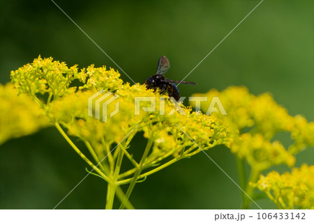訪花昆虫ミツバチ科タイワンタケクマバチ 106433142