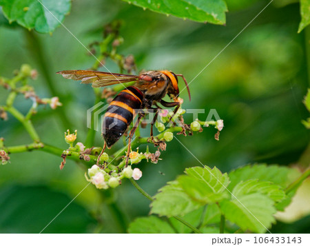 スズメバチ科ヒメスズメバチの訪花 106433143