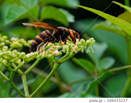 スズメバチ科ヒメスズメバチの訪花 スズメバチ科ヒメスズメバチの訪花 106433237