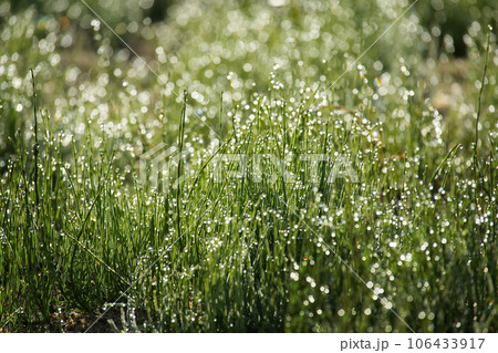 Close-up of green grass with dew drops glisten on blades 106433917