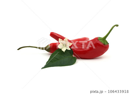 Chili peppers with a white flower isolated on white Chili peppers with a white flower isolated on white 106433918