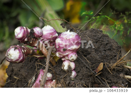 Harvesting Jerusalem artichoke from the soil with shovel Harvesting Jerusalem artichoke from the soil with shovel 106433919