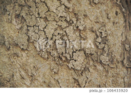 Gray brown wooden texture and background from a tree. Abstract of a tree. Natural background. Gray brown wooden texture and background from a tree. Abstract of a tree. Natural background. 106433920