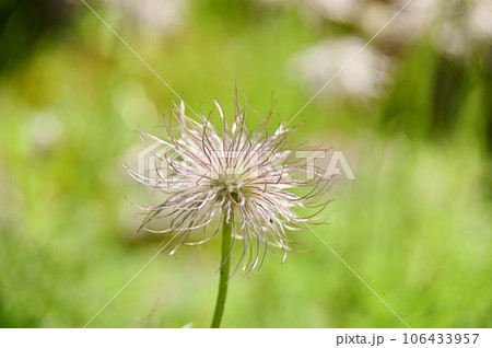 プルサティラ・ブルガリスの綿毛 106433957