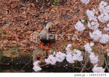 青森県弘前市下白銀町弘前公園　桜並木に囲まれた弘前城外濠のソメイヨシノの花びらとカルガモ 106433979