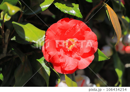 大輪の赤い椿（ツバキ）　 106434254