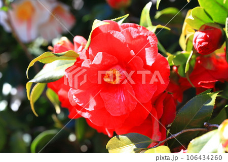 大輪の赤い椿(ツバキ) 大輪の赤い椿(ツバキ) 106434260
