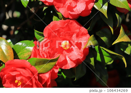 大輪の赤い椿（ツバキ）　 106434269