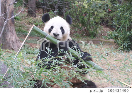 笹の葉を食べるパンダ 笹の葉を食べるパンダ 106434490
