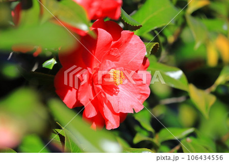 紅色の大輪の椿（ツバキ）　 106434556