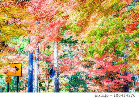 グラデーションが美しい色付く紅葉の葉 グラデーションが美しい色付く紅葉の葉 106434576