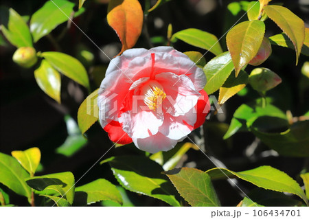 紅白の大輪の椿(ツバキ)  紅白の大輪の椿(ツバキ)  106434701