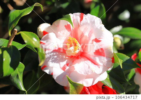 紅白の大輪の椿（ツバキ）　 106434717