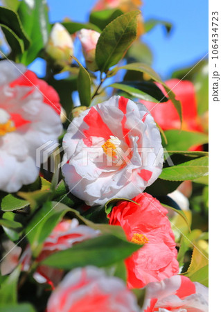 紅白の大輪の椿（ツバキ）　 106434723