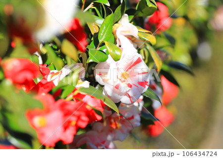 紅白の大輪の椿（ツバキ）　 106434724