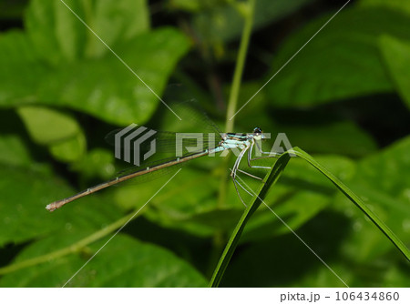 モノサシトンボ(メス) モノサシトンボ(メス) 106434860