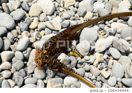 陸中海岸 田野畑の海 106434944