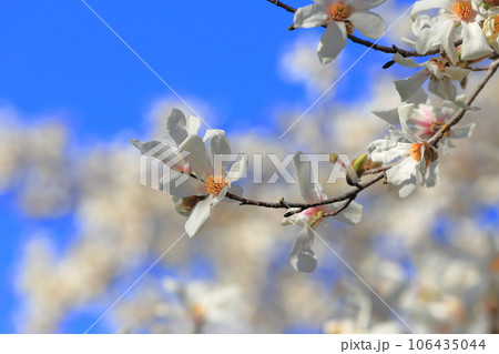 青空と満開の辛夷（コブシ） 106435044