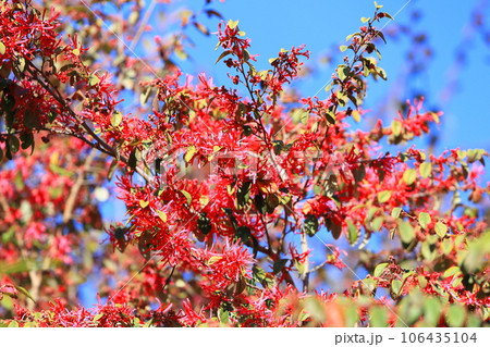 満開のトキワマンサクの花(ベニバナトキワマンサク) 満開のトキワマンサクの花(ベニバナトキワマンサク) 106435104