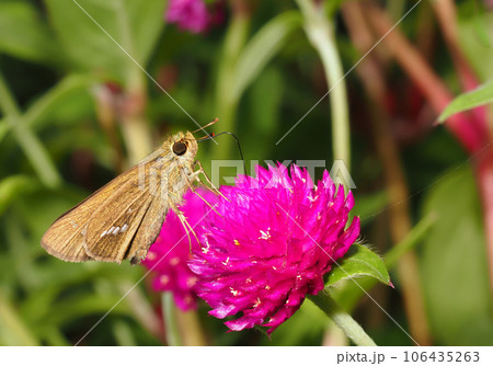 センニチコウの花を吸蜜中のイチモンジセセリ センニチコウの花を吸蜜中のイチモンジセセリ 106435263
