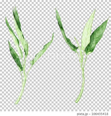 手繪水彩水菠菜插圖集 106435418