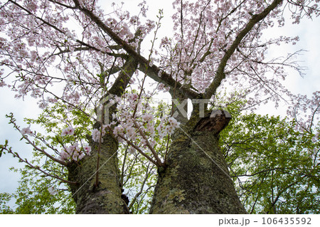 White pink sakura blossom flower on tree branch White pink sakura blossom flower on tree branch 106435592
