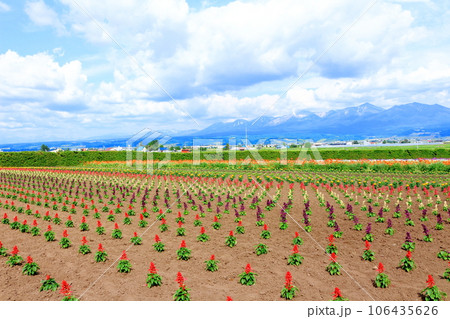 北海道紀行　　6月のファーム富田 106435626