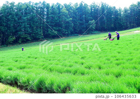 北海道紀行　　6月のファーム富田 106435633
