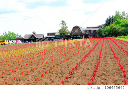 北海道紀行 6月のファーム富田 北海道紀行 6月のファーム富田 106435642