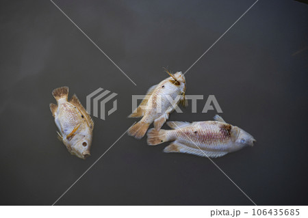 Fish Infected Die In The Rive, Backgrounds for advertisements and wallpapers in aquatic animals scenes and freshwater fishing. Actual images in decorating ideas. 106435685