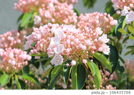 満開のカルミア（アメリカ石楠花） 106435708