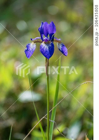 初夏の高原の湿原に咲く紫色のアヤメの花 初夏の高原の湿原に咲く紫色のアヤメの花 106435808