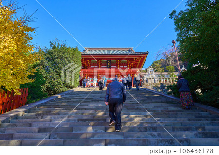 秋の神奈川県鎌倉市 鶴岡八幡宮(本宮,大石段) 106436178